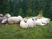 Weisse Alpenschafe Steigerhof mit Herdenschutzhund