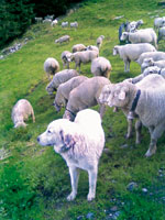 Weisse Alpenschafe Steigerhof mit Herdenschutzhund